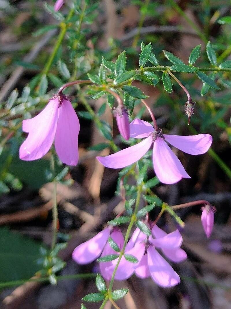 Tetratheca thymifolia flower