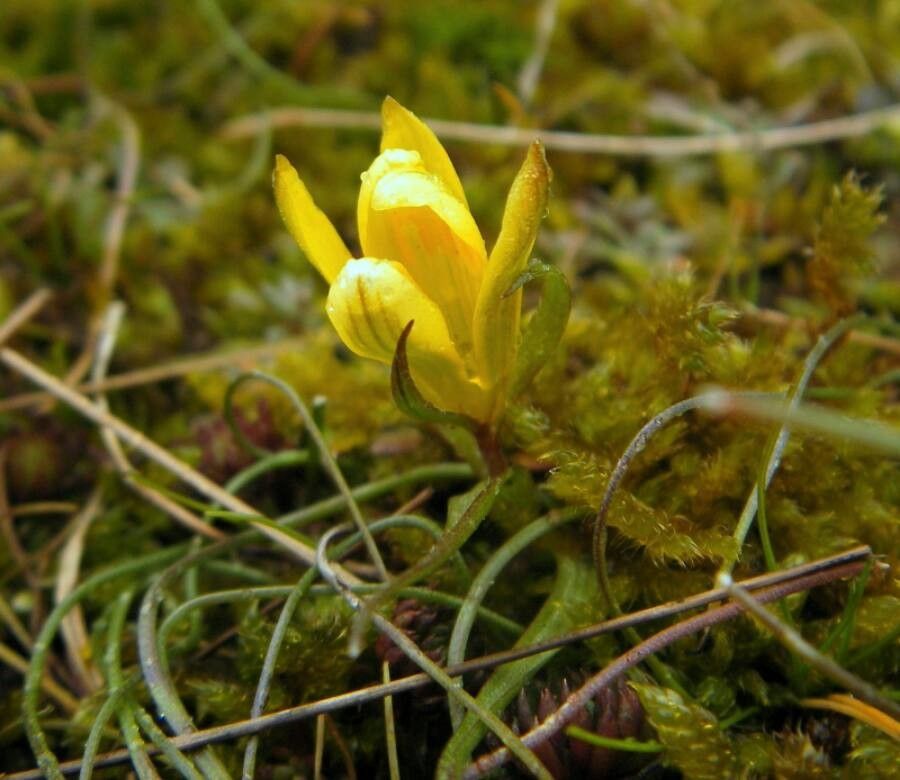 Gagea bohemica flower