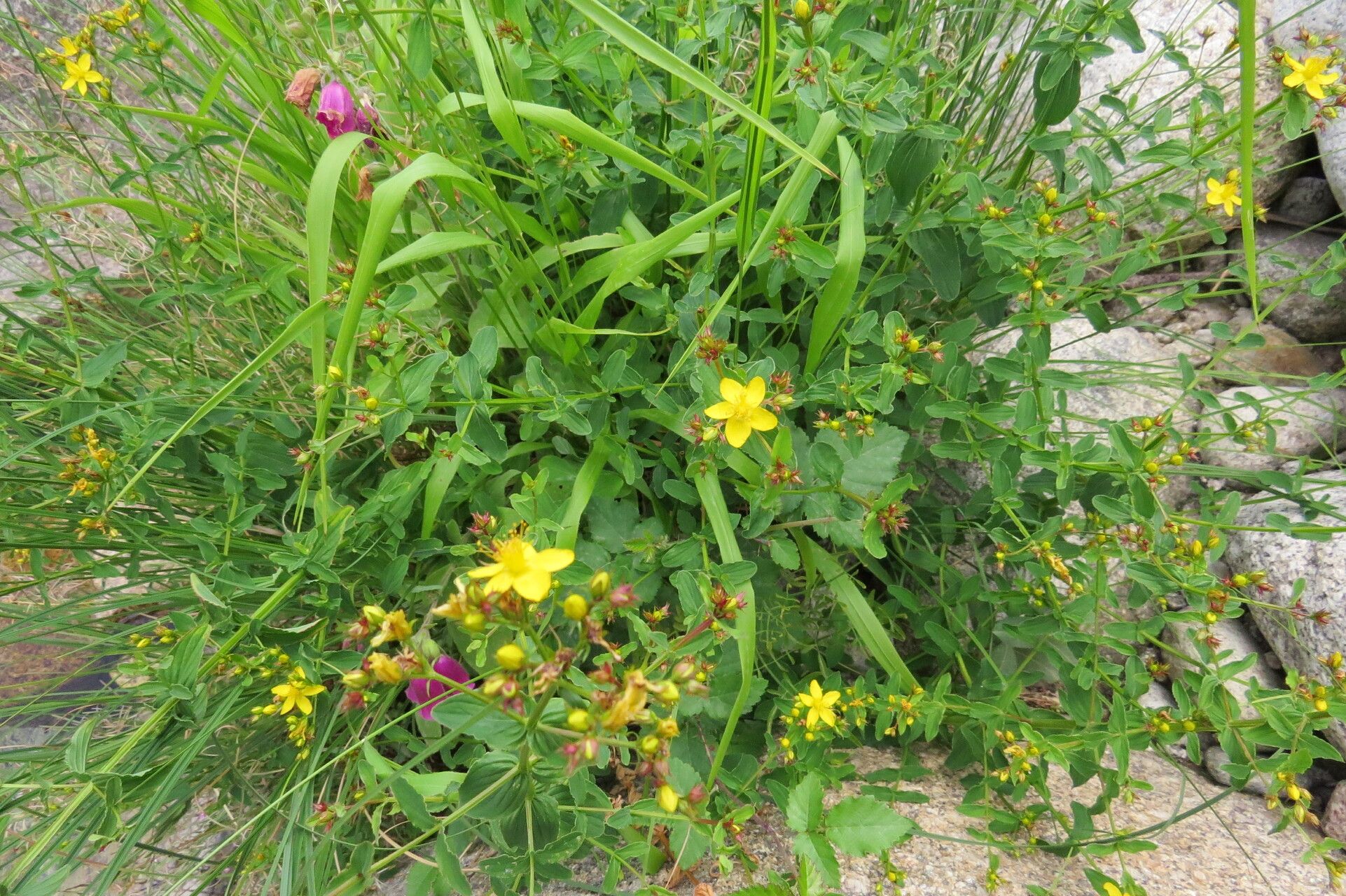 Hypericum undulatum habit