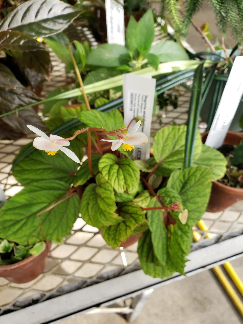 Begonia abdullahpieei habit