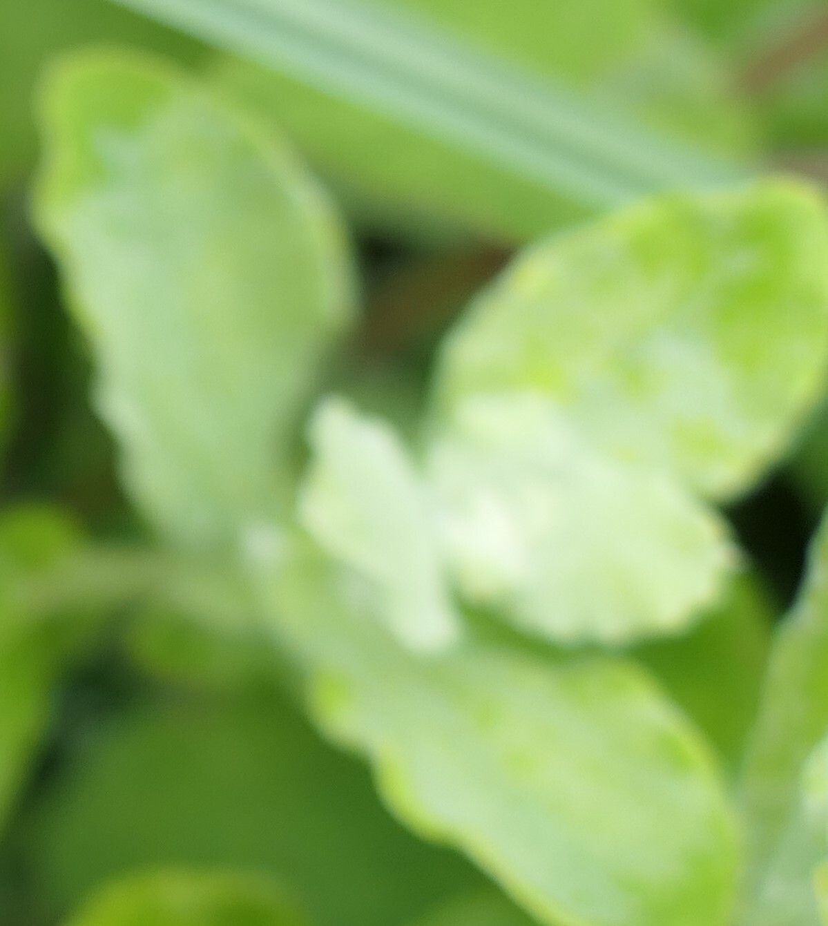 Helichrysum panduratum leaf