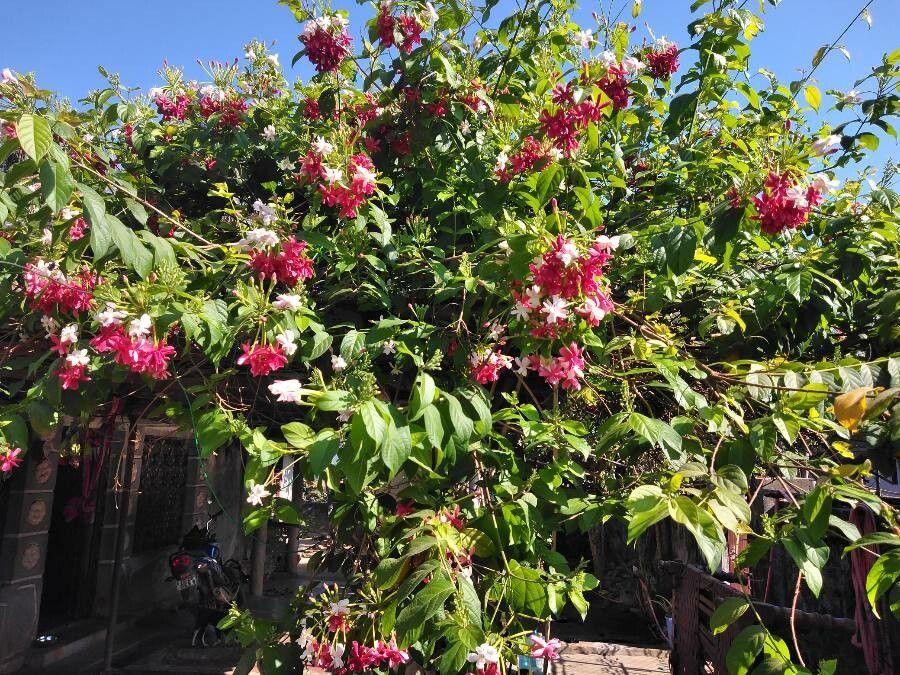 Combretum indicum leaf