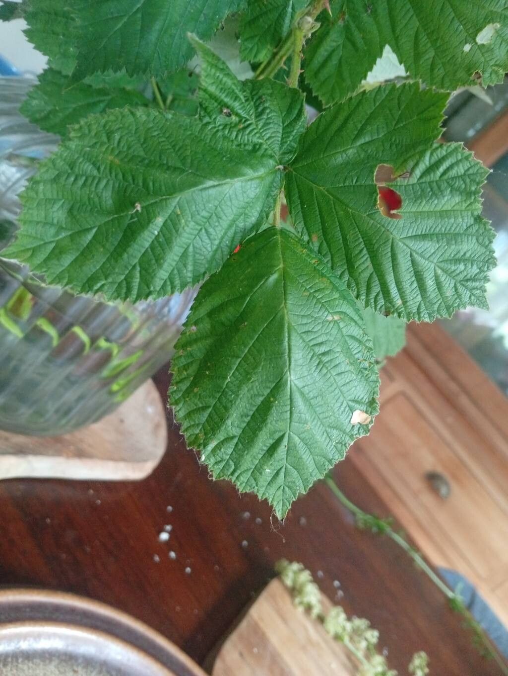 Rubus amisiensis leaf