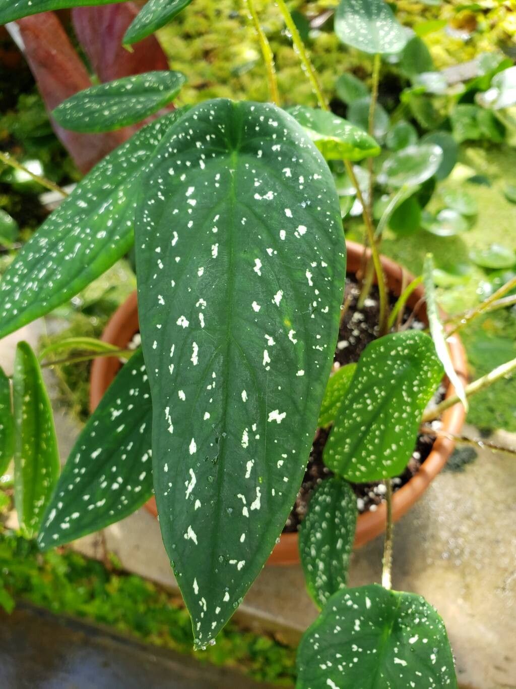 Caladium palaciosii leaf