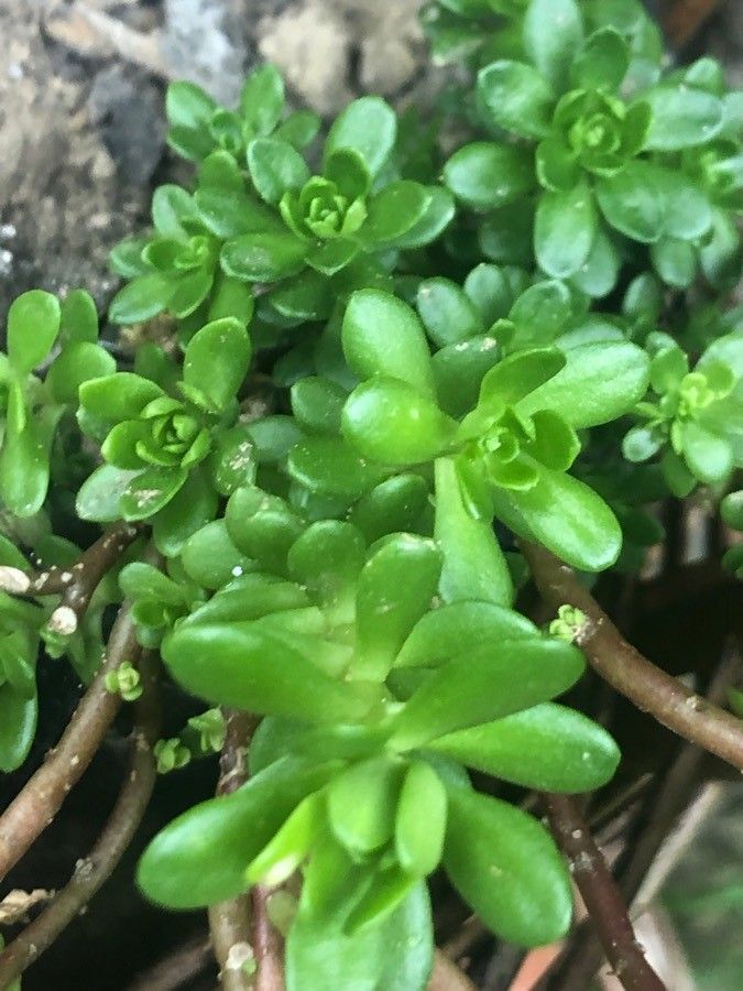 Sedum spathulifolium — search result for 'Sedum'