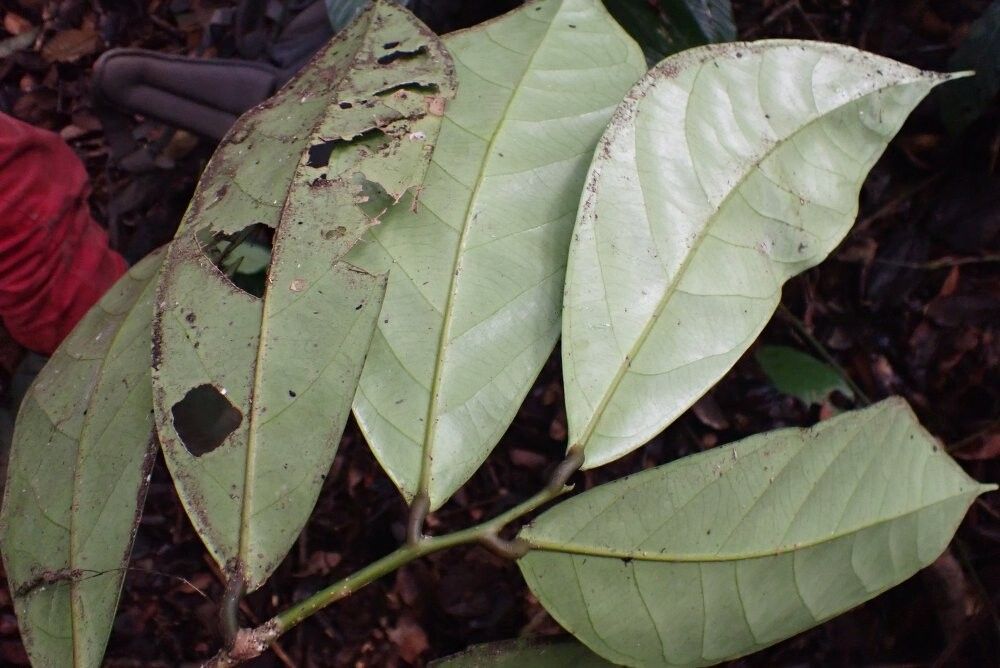 Napoleonaea talbotii — search result for 'Napoleonaea'