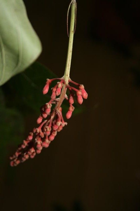 Isertia spiciformis flower
