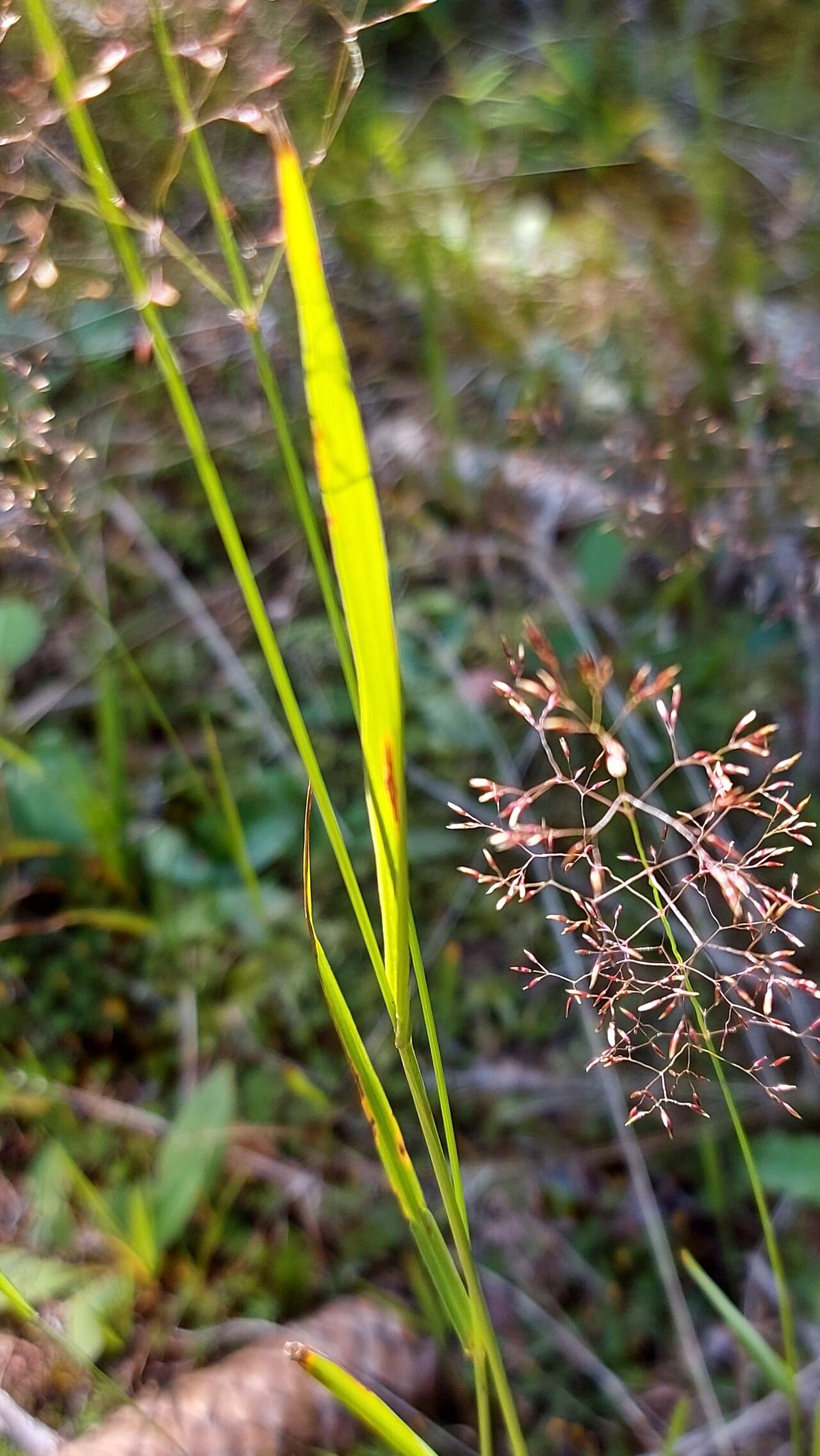 Agrostis gigantea — search result for 'Agrostis'