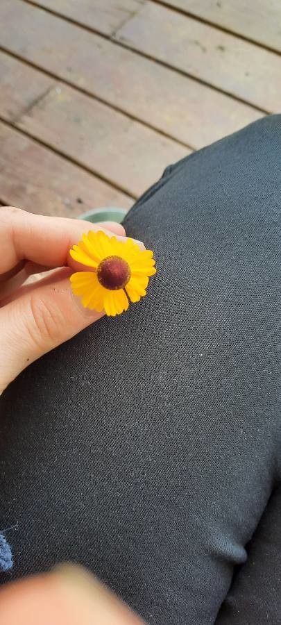 Helenium flexuosum flower