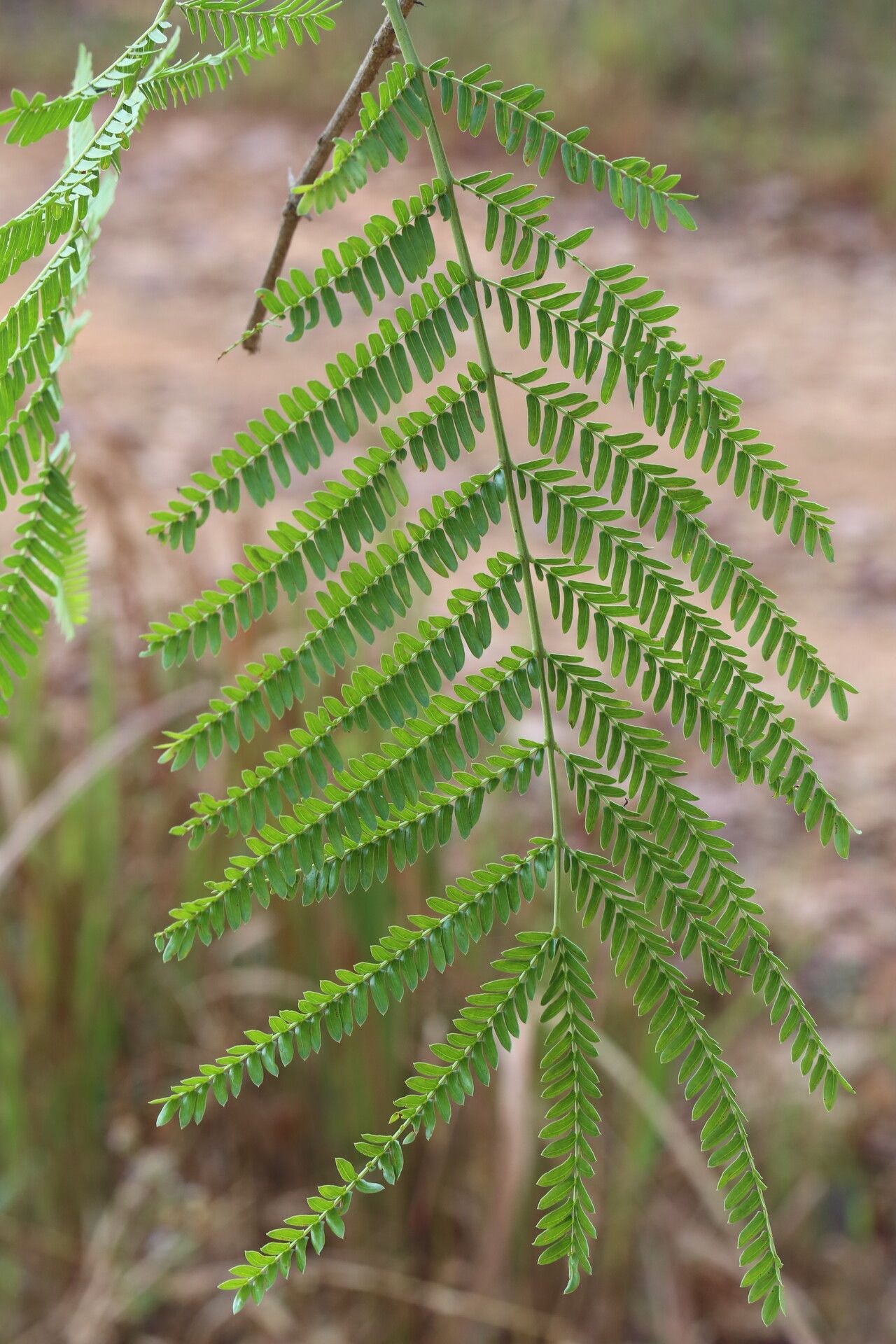 Vachellia amythethophylla — related species from the same genus