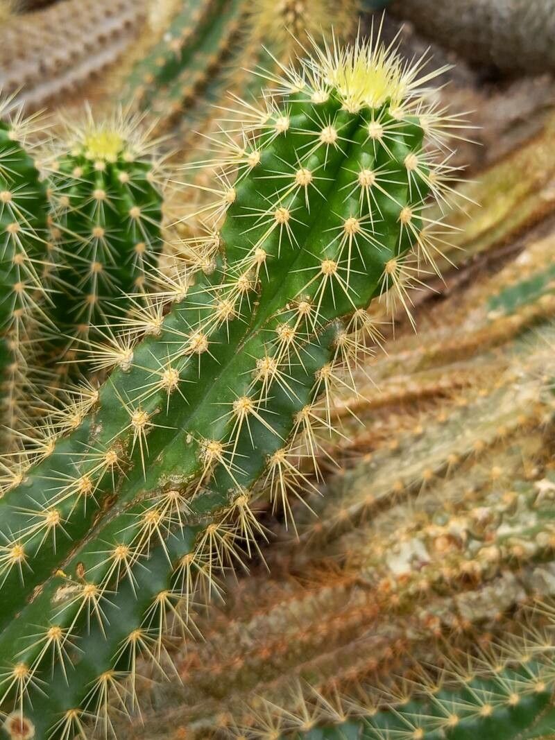 Echinocereus viereckii bark
