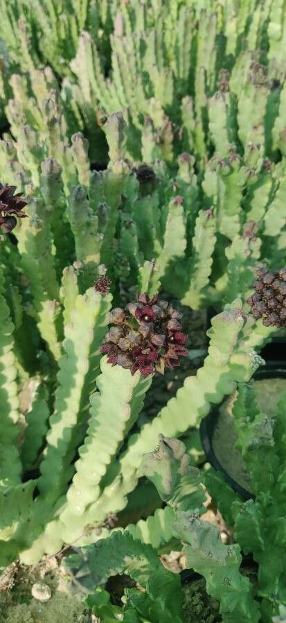 Caralluma arabica flower