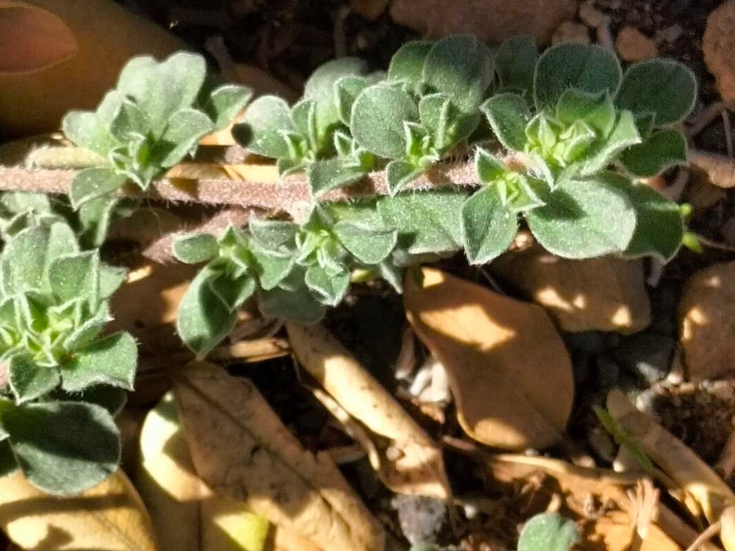 Aizoon pubescens — houseplant care guide