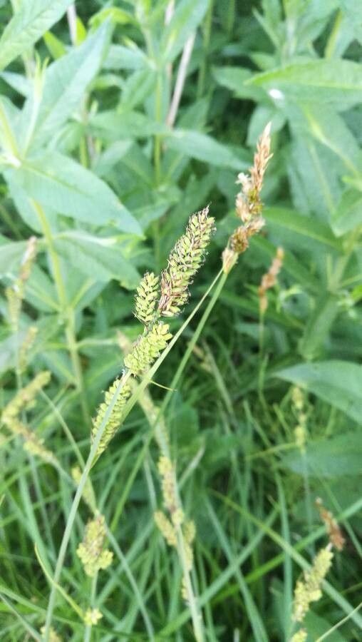 Carex hartmanii — houseplant care guide