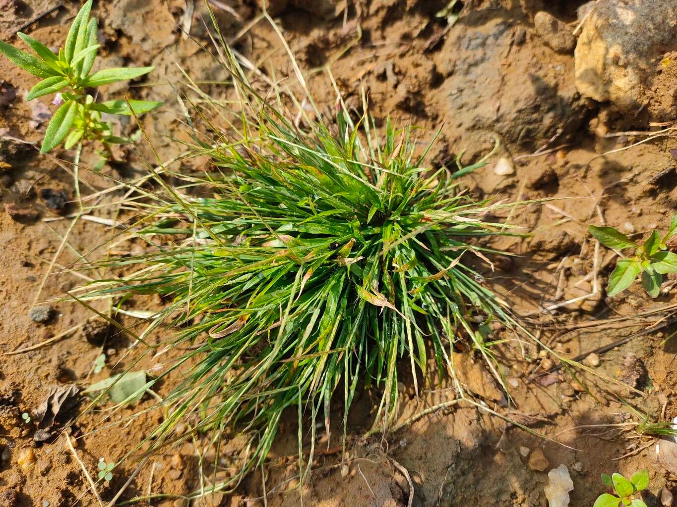 Digitaria violascens flower