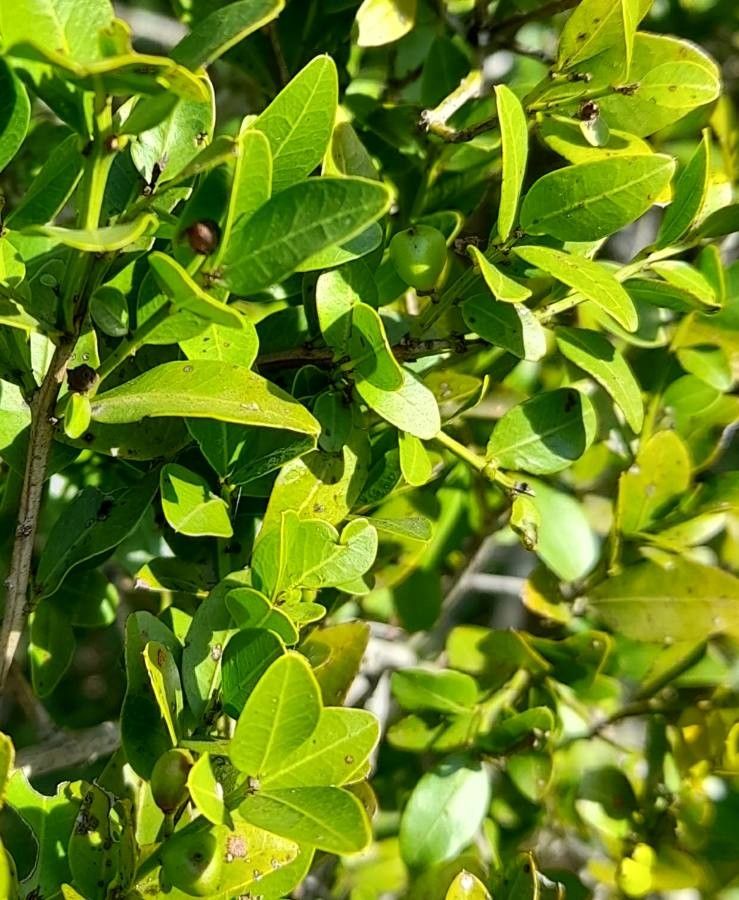 Scutia buxifolia leaf