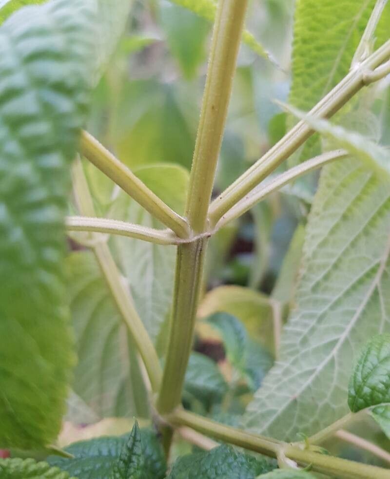 Salvia guaranitica bark