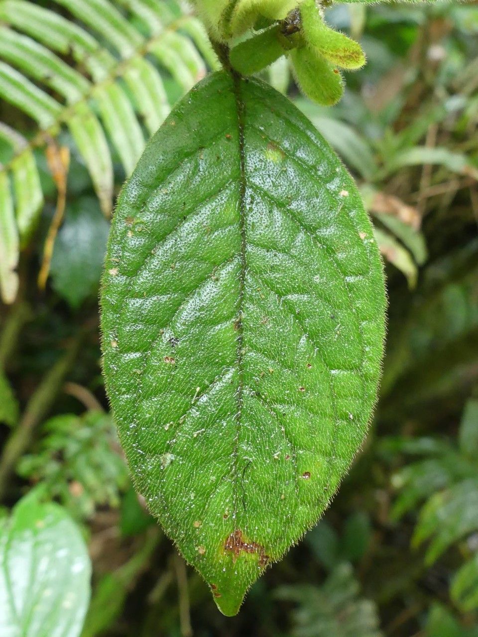 Drymonia alloplectoides leaf