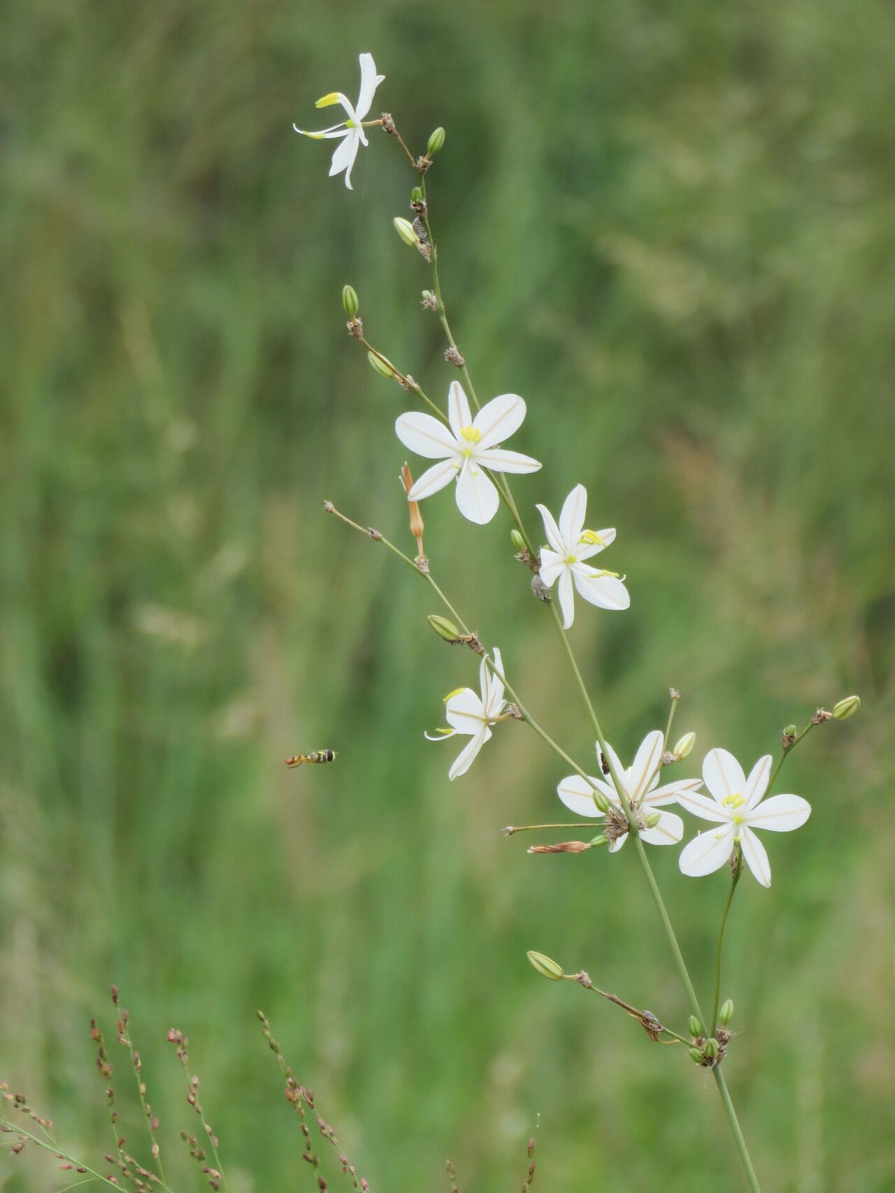 Chlorophytum galpinii — search result for 'Chlorophytum'