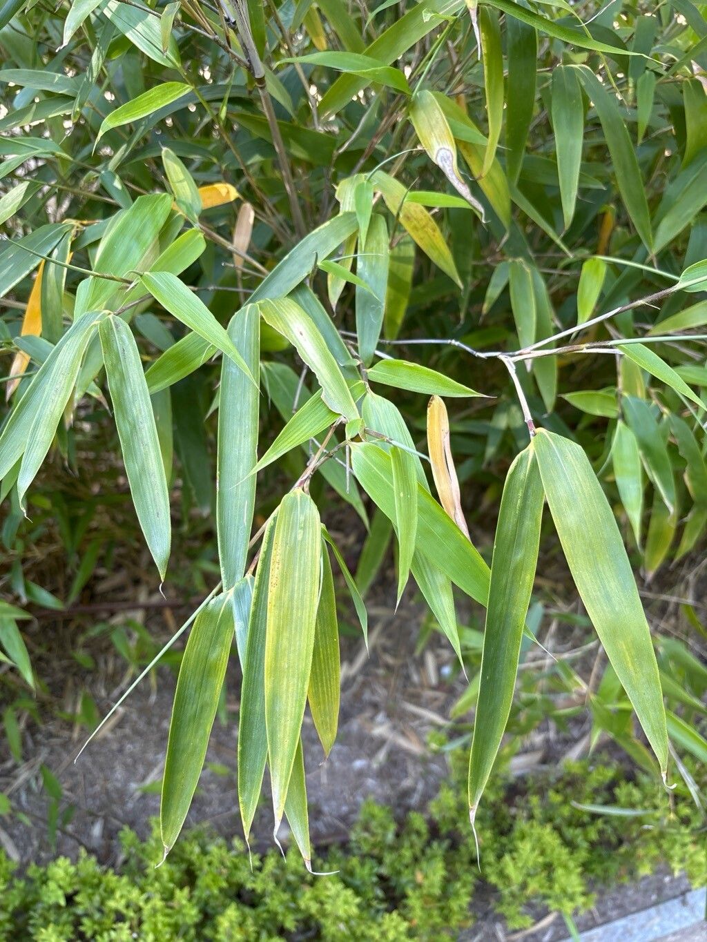 Bashania qingchengshanensis — related species from the same genus