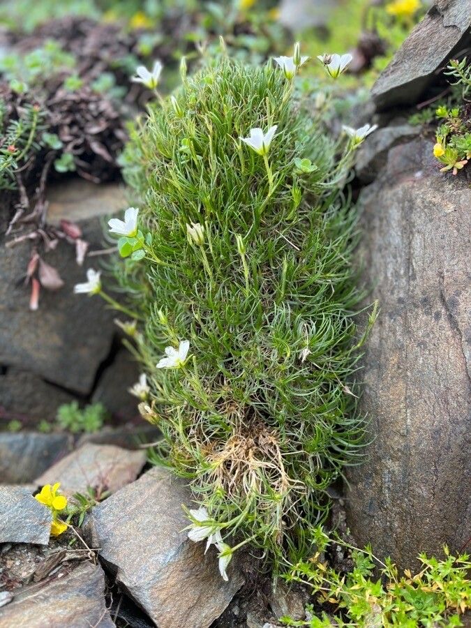 Minuartia kashmirica — houseplant care guide