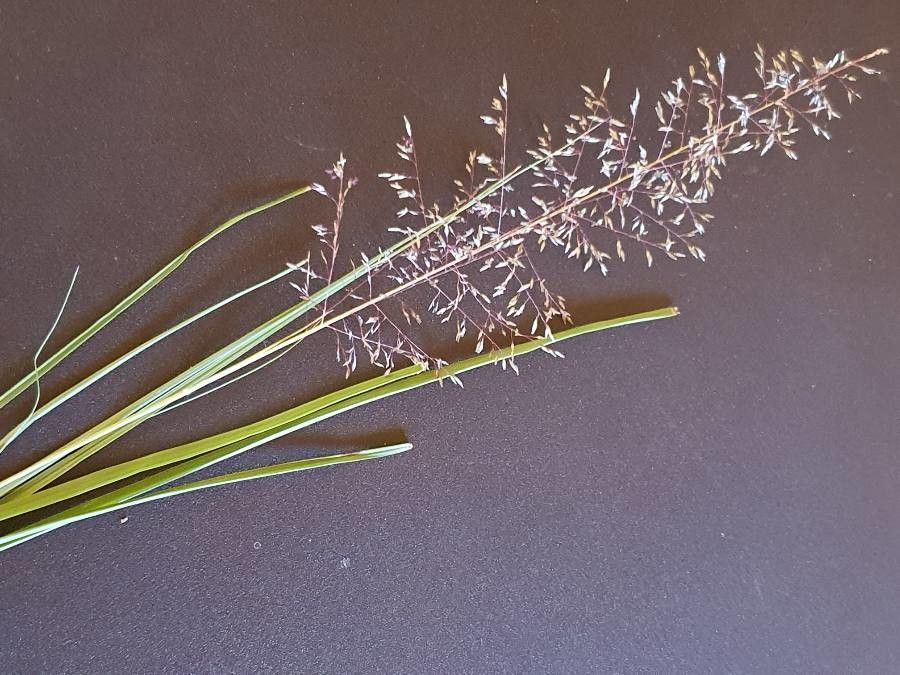 Sporobolus festivus habit