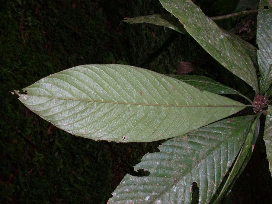 Pradosia atroviolacea leaf