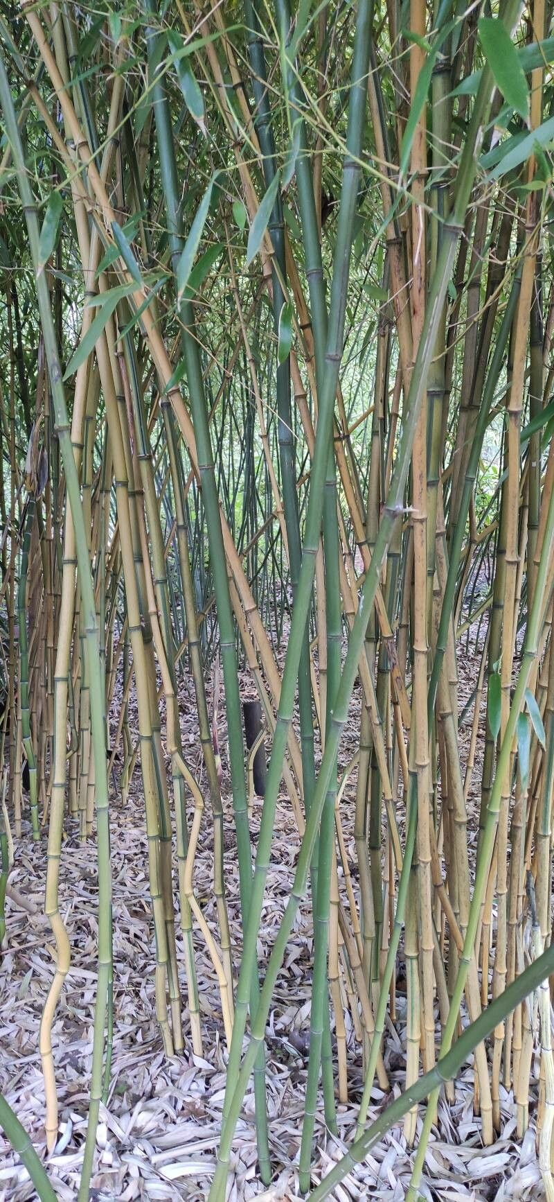Phyllostachys aureosulcata habit