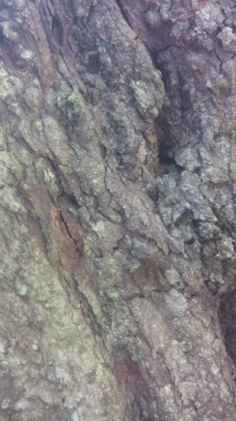 Nothofagus moorei bark