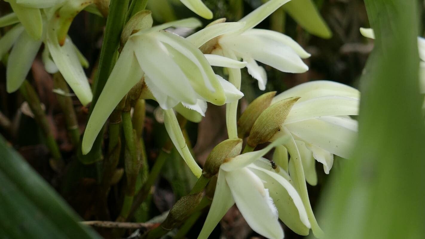 Maxillariella alba flower
