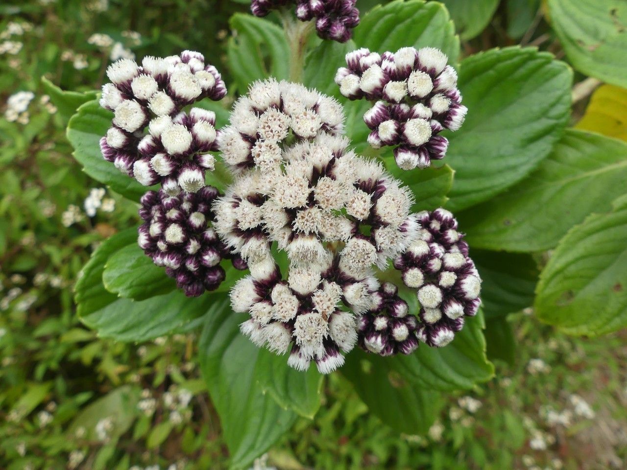 Psiadia boivinii flower