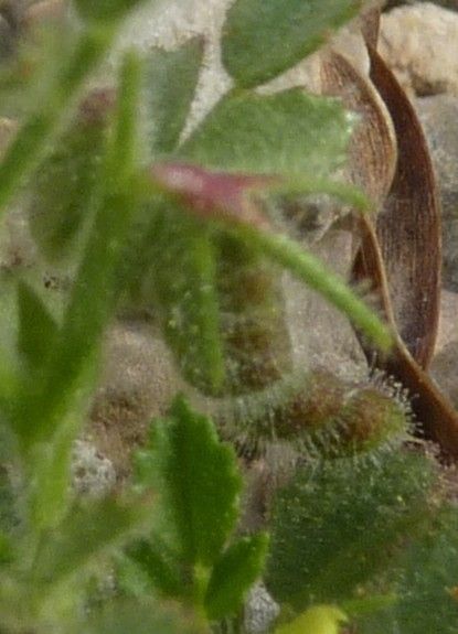 Ononis ornithopodioides leaf