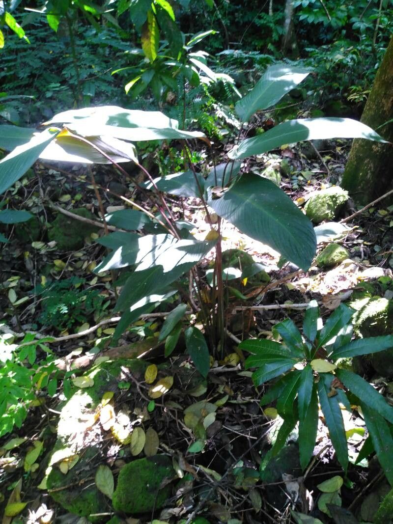 Goeppertia gloriana habit