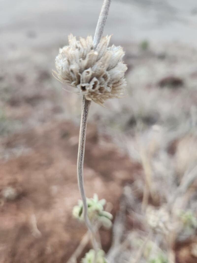 Leucas grandis fruit