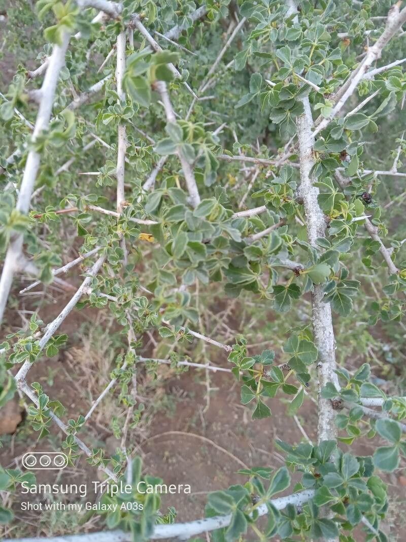 Commiphora kataf — search result for 'Commiphora'