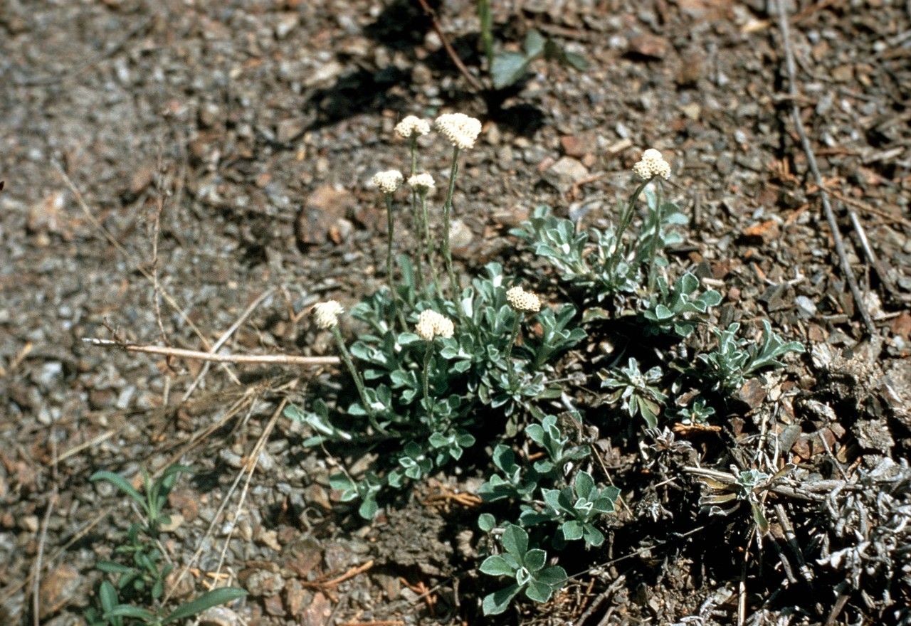 Antennaria virginica — search result for 'Antennaria'