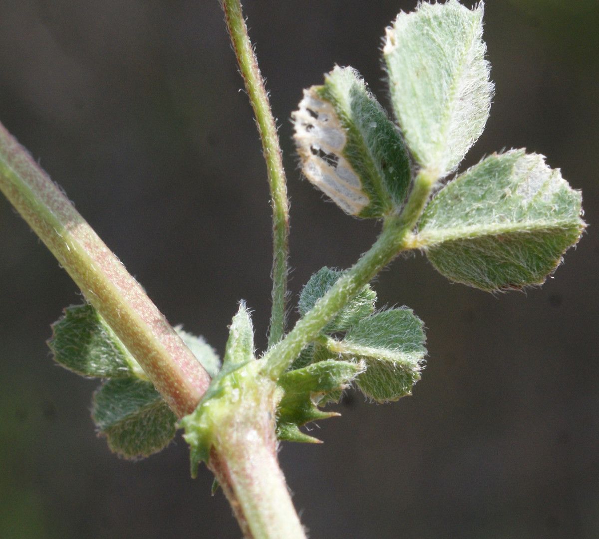 Medicago disciformis leaf