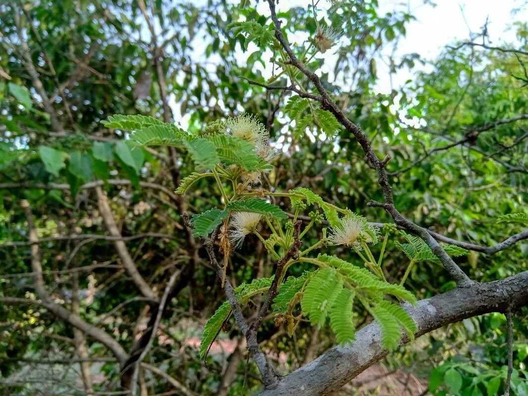 Albizia vaughanii flower