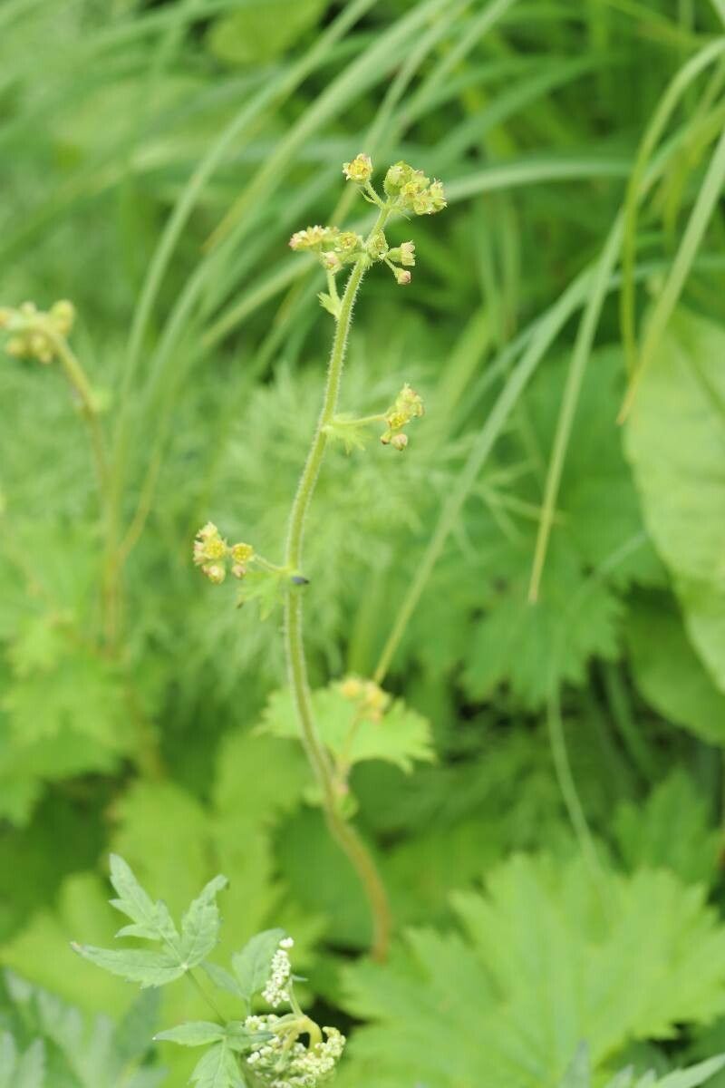 Boykinia lycoctonifolia flower