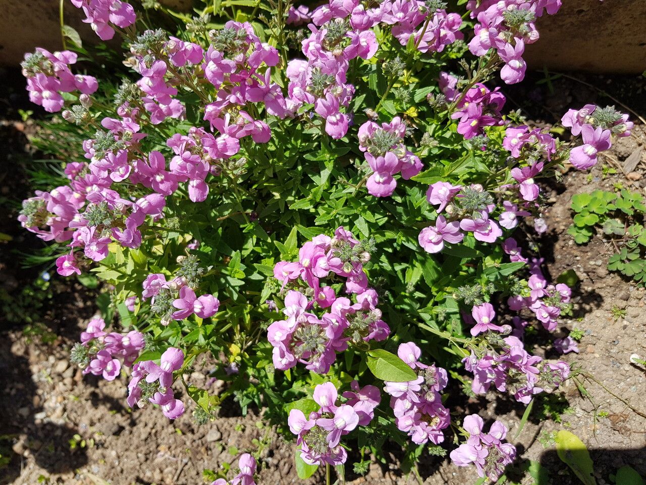 Nemesia fruticans flower
