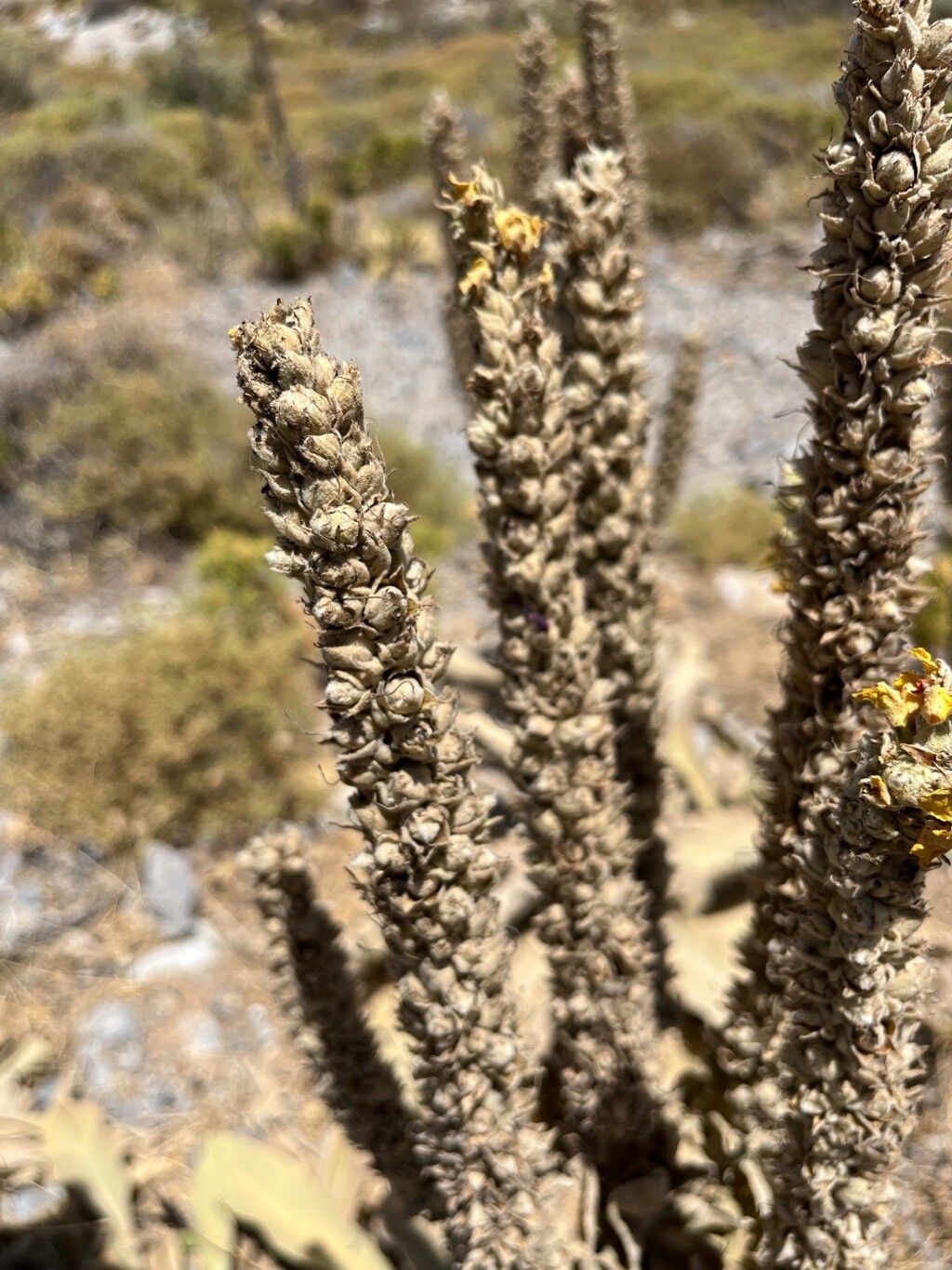 Verbascum × innominatum fruit