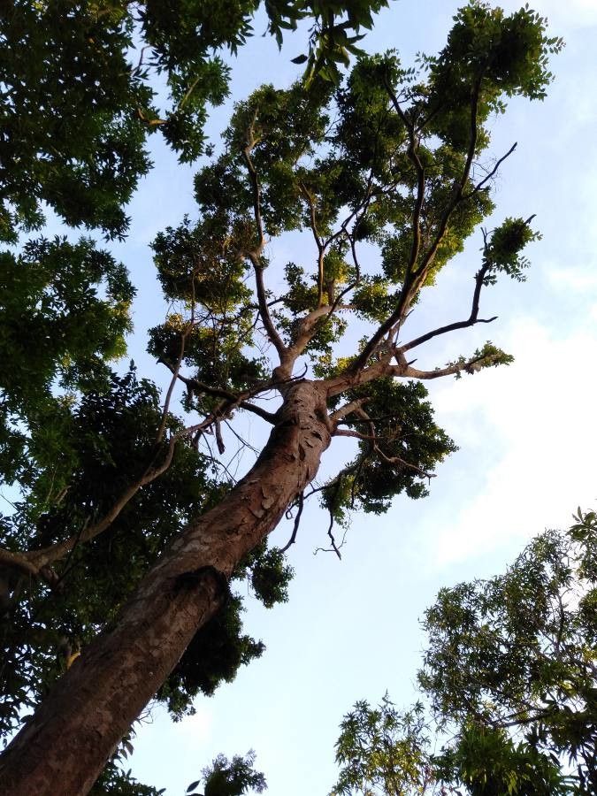 Flacourtia rukam habit