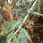 Perovskia atriplicifolia