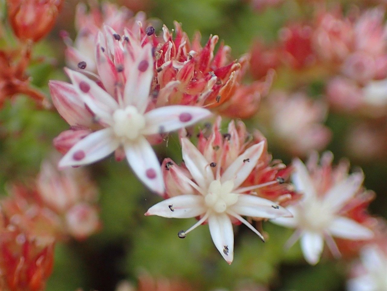 Sedum moranense flower
