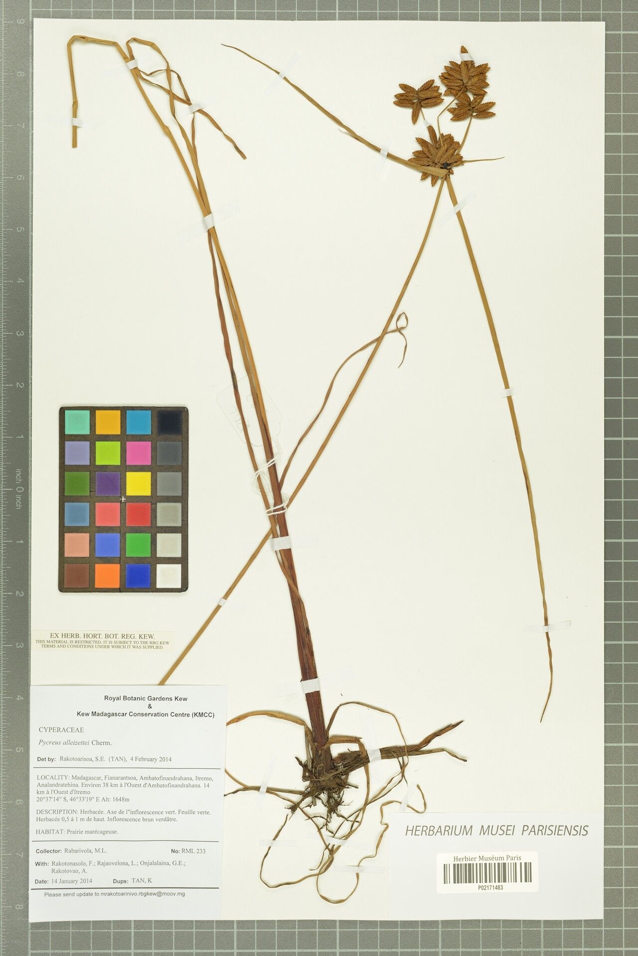 Cyperus alleizettei — houseplant care guide