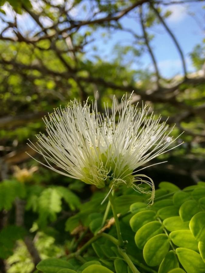 Chloroleucon tortum flower