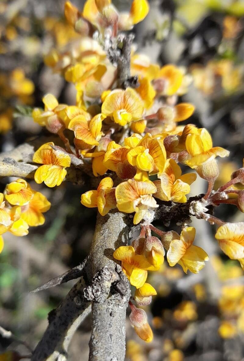 Geoffroea decorticans flower