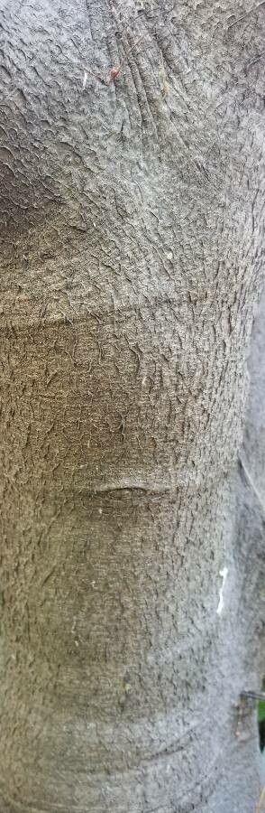 Grevillea johnsonii bark