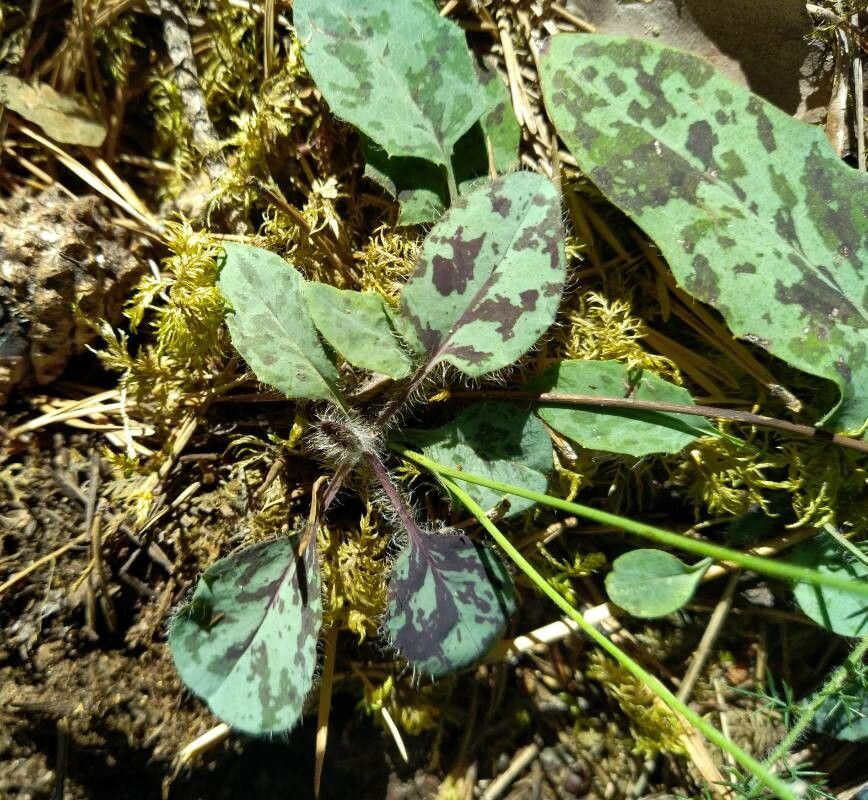 Hieracium bifidum leaf