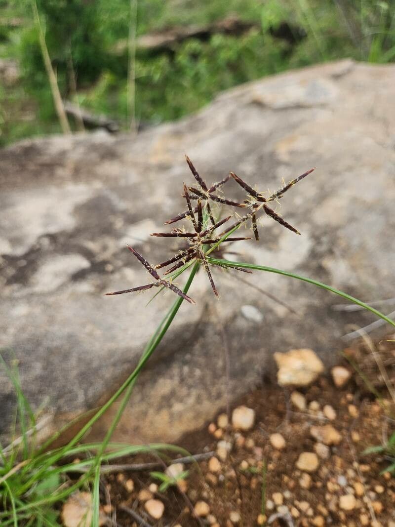 Cyperus amauropus flower